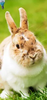 Rabbit Vertebrate Plant Live Wallpaper