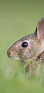 Conejo 🐰  Live Wallpaper