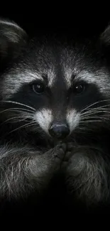 Raccoon close-up on dark mobile wallpaper.