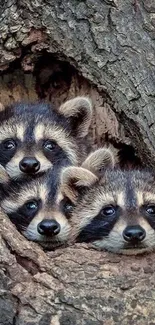 Three raccoons peeking out of a tree hole in the forest.