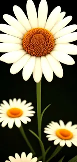 Mobile wallpaper featuring radiant daisies against a black background.