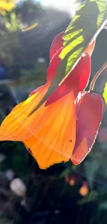 Vibrant orange and red flower in sunlight with green leaves.