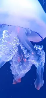 Glowing jellyfish against a deep blue background.