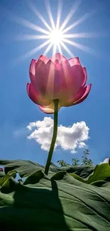 Lotus flower with sunburst in blue sky.