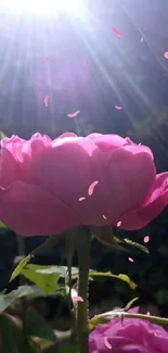 A vibrant pink rose basking in sunlight in a lush garden setting.