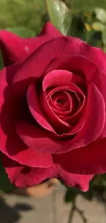 Close-up of a red rose in full bloom, showcasing its vibrant petals.