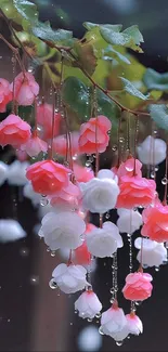 Pink and white blossoms with dewdrops on branches.