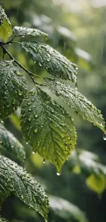 Rain-kissed green leaves with droplets in serenity.