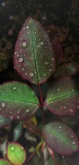 Close-up of rain-kissed leaves with glistening droplets and dark green hues.