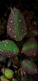 Dark green leaves with raindrops in a lush setting.