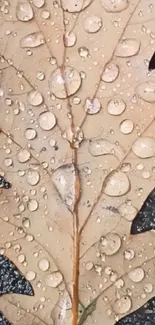 Close-up of an oak leaf with raindrops.