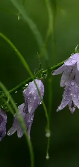 Purple bellflowers with raindrops against a green backdrop.