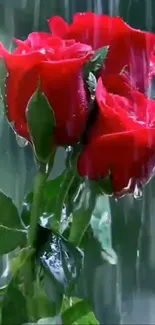 Vibrant red roses drenched in rain.