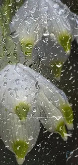 White flowers with rain droplets on a dark background, mobile wallpaper.