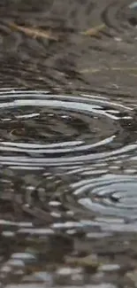 Rain ripples on a dark water surface, creating a serene mobile wallpaper ambiance.