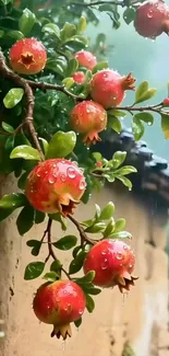 Rain-soaked pomegranates hanging on a branch with lush greenery.