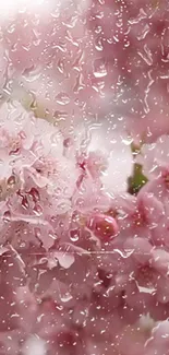 Pink cherry blossoms and raindrops create a serene mobile wallpaper.