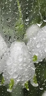 White blossoms with raindrops on green background.