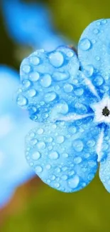 Close-up of a blue flower with raindrops on petals.