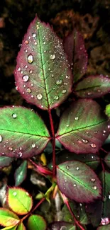 Close-up of a green leaf with raindrops against a natural background.