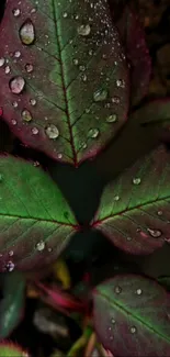 Green leaves with raindrops, dark background.