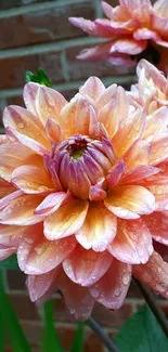 Close-up of a raindrop-covered dahlia in a garden setting.