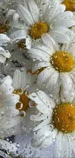 Daisy flowers with raindrops on petals