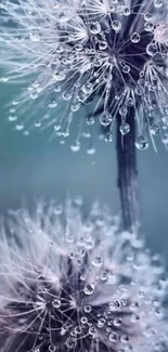 Close-up of dandelions with raindrops in teal hues.