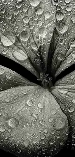 Stunning black and white flower with raindrops on petals, perfect for mobile wallpaper.