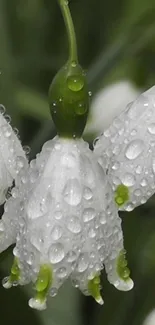 Delicate flowers with raindrops in a green natural setting.