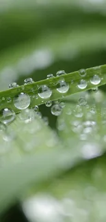 Close-up of raindrops on a green leaf, perfect for a calming mobile wallpaper.