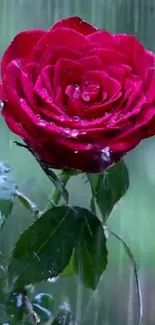 Close-up of a red rose with raindrops on petals.