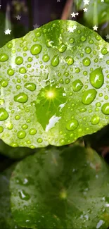 Green leaves with raindrops and starry accents.