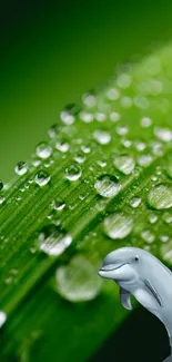 Close-up of dewdrops on a green leaf with a dolphin illustration.