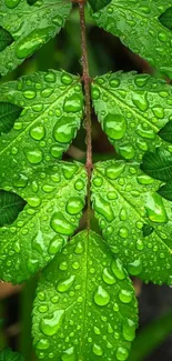 Vibrant green leaves with raindrops closeup