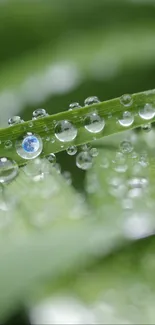 Close-up of green leaves with raindrops, perfect background.