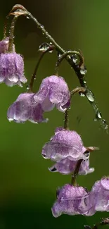 Lilac flowers with raindrops on green background wallpaper.