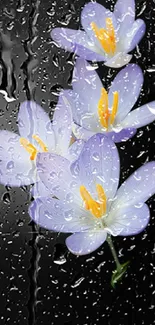 Purple lilies with raindrops on a black background wallpaper.