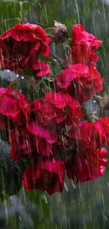 Red roses in rain create a vibrant mobile wallpaper.