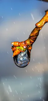 A single raindrop on a tree branch against a tranquil sky.