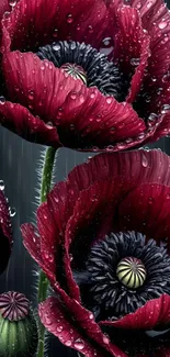 Close-up of raindrop-covered red poppies in bloom.
