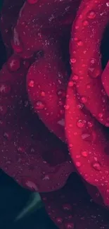 Close-up of a red rose with water droplets on petals.