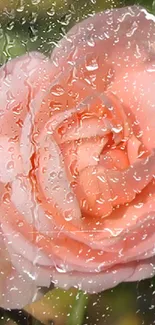 Pink rose with raindrops mobile wallpaper.