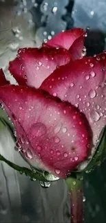 Red rose with raindrops against a glass background.