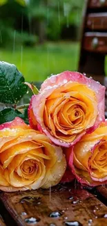 Raindrop-covered yellow roses on a bench.