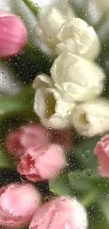 Pink and white tulips against a glass with raindrops mobile wallpaper.