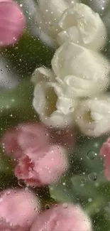 Pink and white tulips with raindrops on a mobile wallpaper.