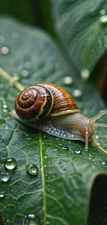 Snail on a leaf with raindrops, depicting nature's serenity.