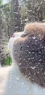 Cat looks through raindrop-covered glass with a serene backdrop.