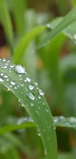 Close-up of raindrops on lush green grass with a blurred background.